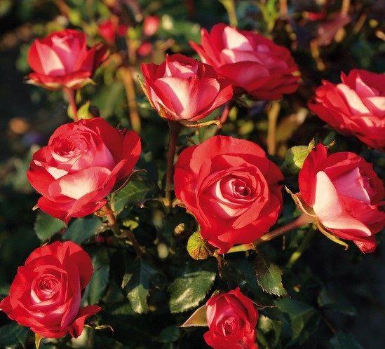 Tüplü Aşılı Planten Un Blomen Kırmızı Beyaz Yediveren Gül Fidanı