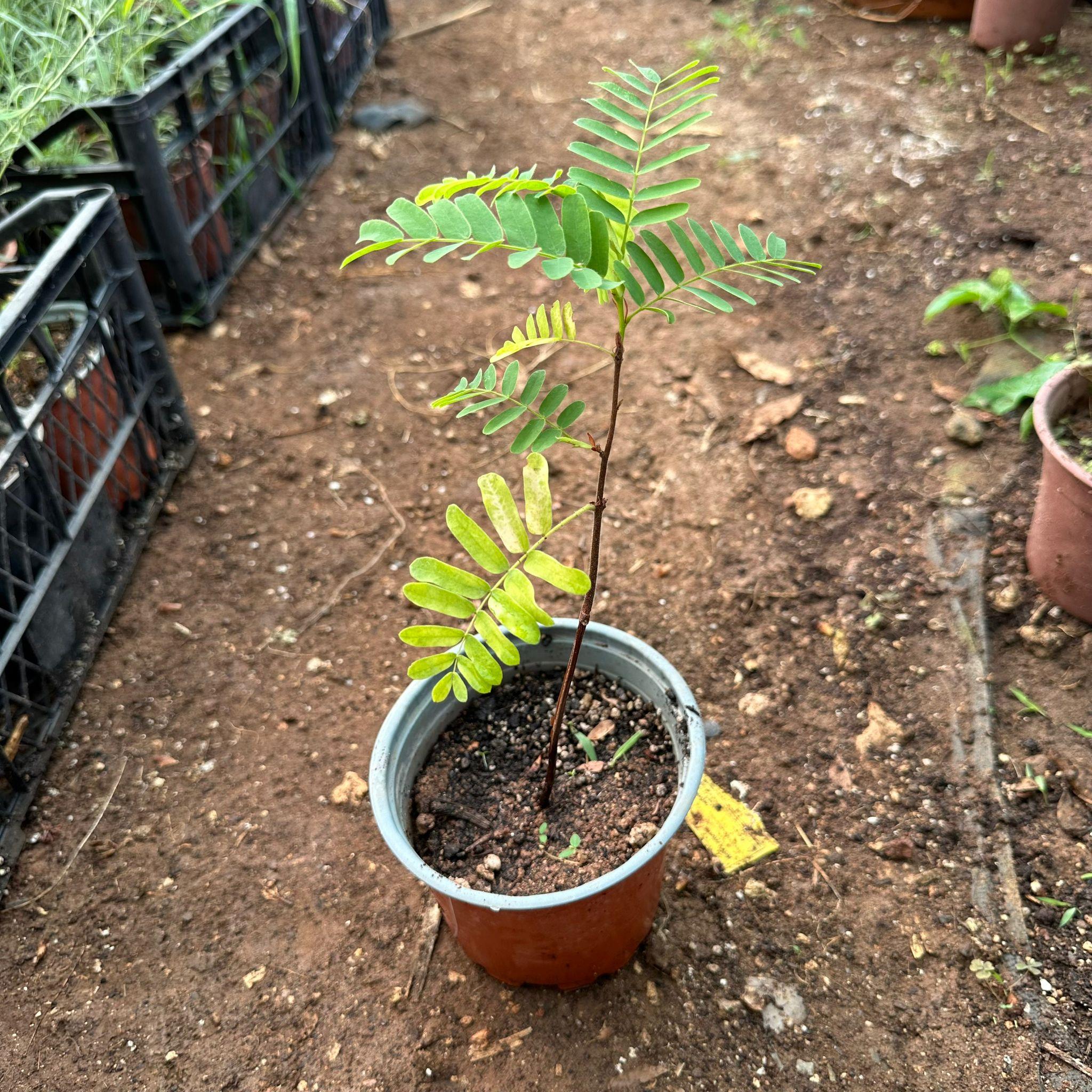 Tüplü Tamarind Demirhindi Fidanı (Hint Hurması)