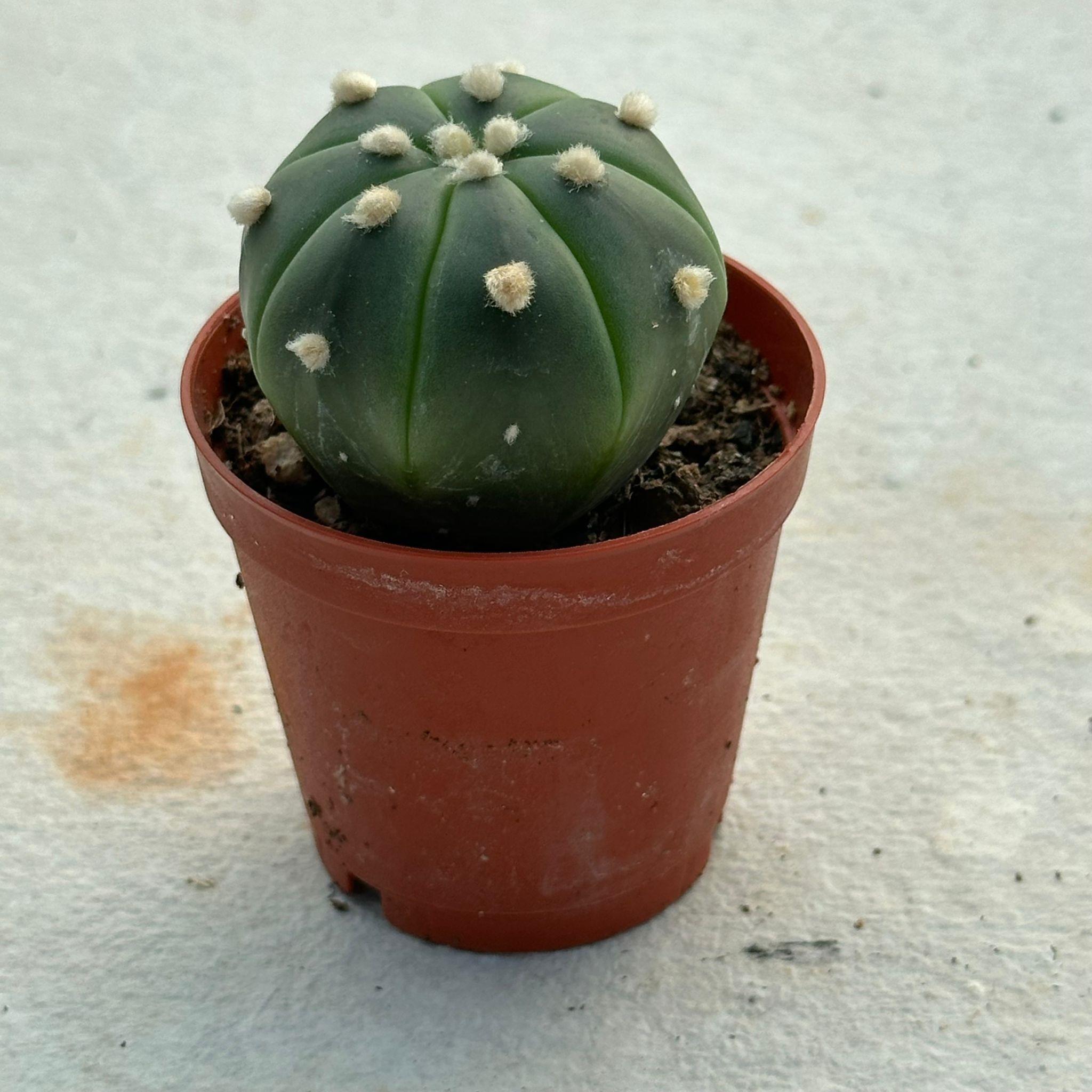 5.5 lik Saksıda Echinopsis Subdenudata (Paskalya Zambağı) Kaktüsü