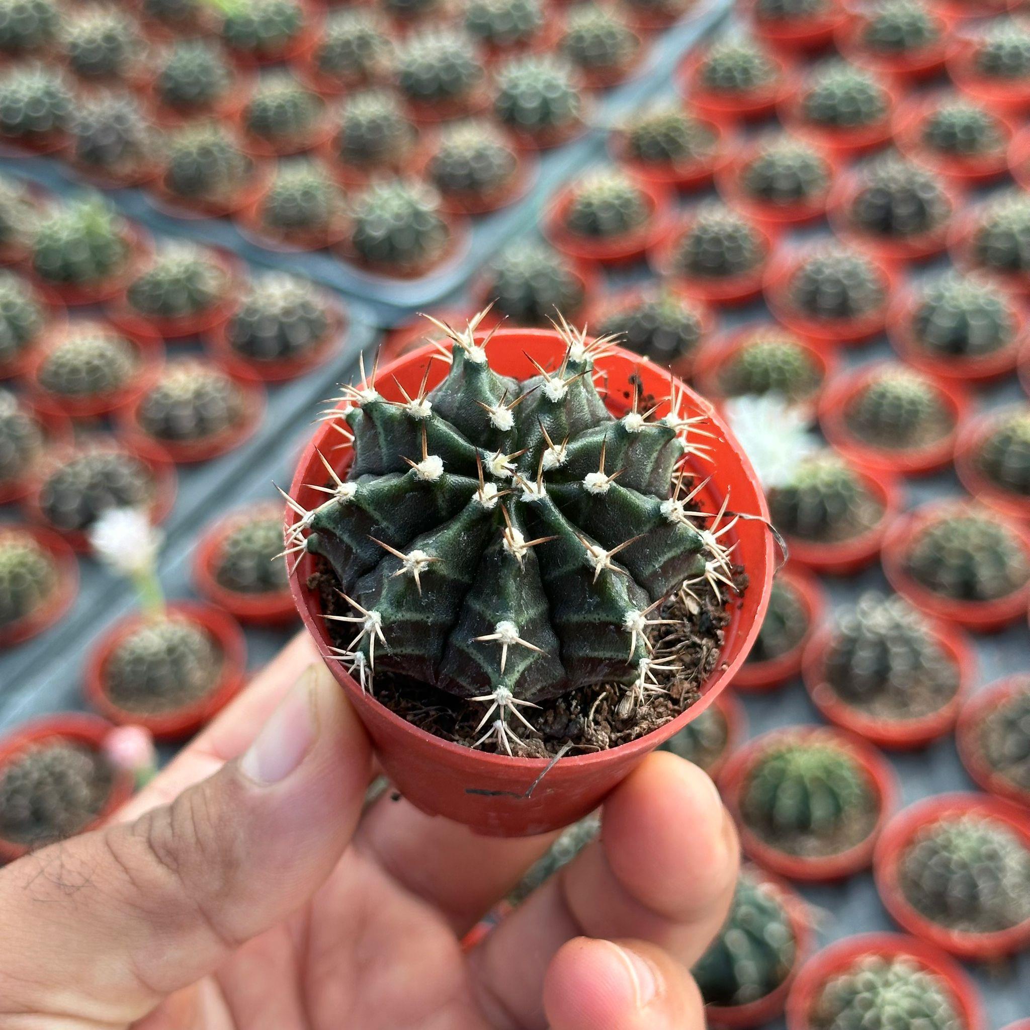 5.5 luk Saksıda Gymnocalycium Mihanovichii (Çene) Kaktüsü