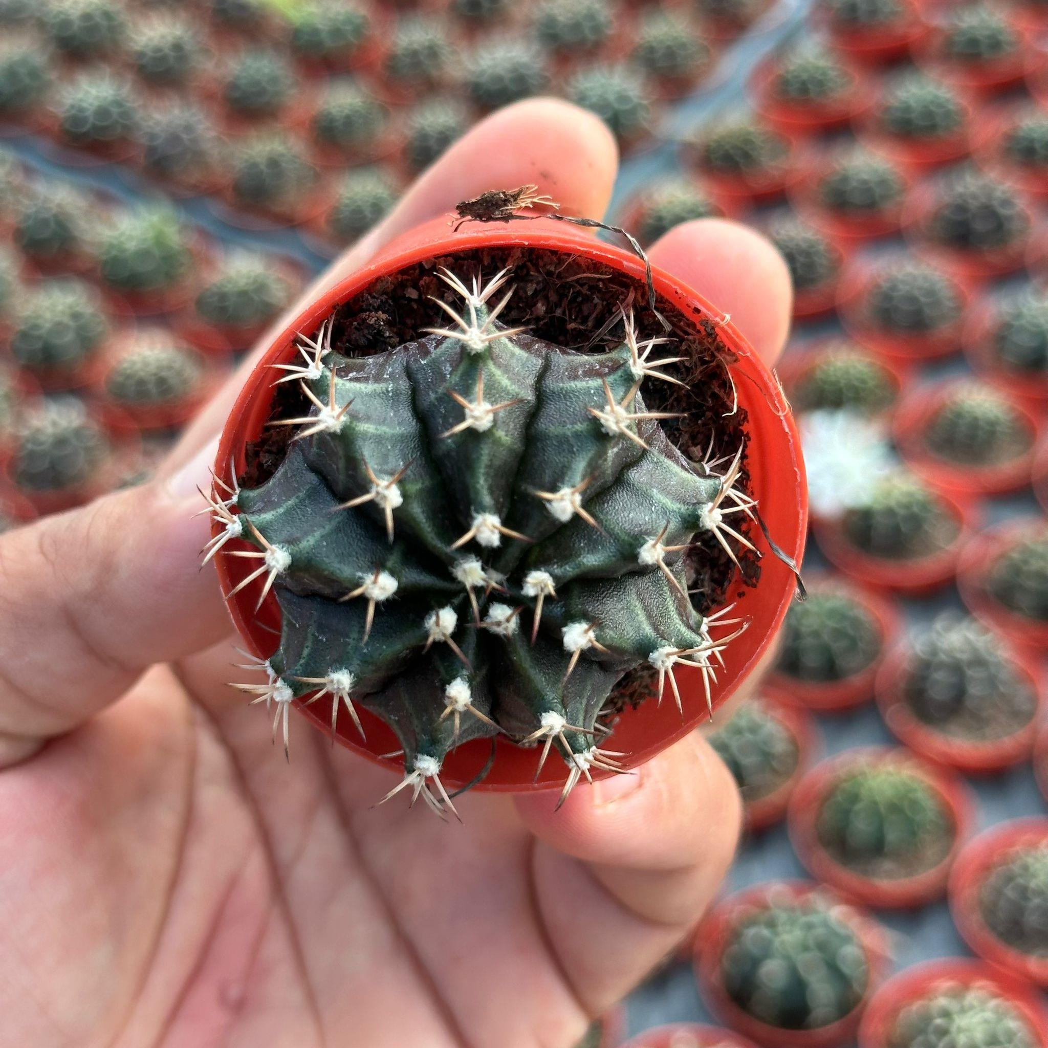 5.5 luk Saksıda Gymnocalycium Mihanovichii (Çene) Kaktüsü