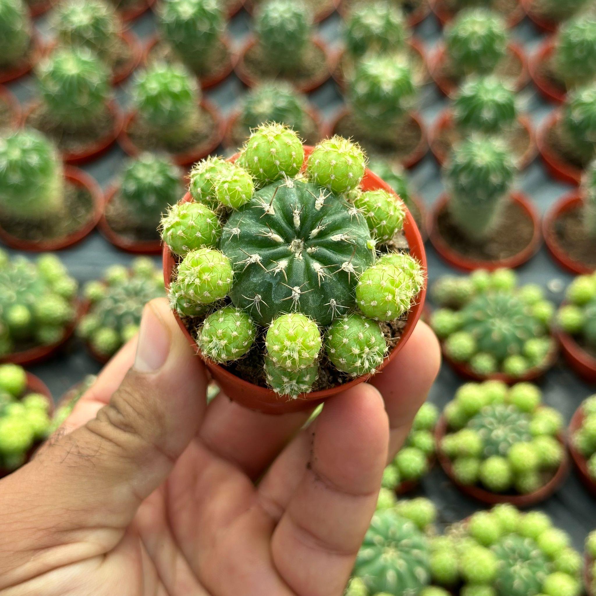 Çiçek Açan Tür, Bol Yavrulu Matucana Polzii Kaktüsü (5.5cm Saksıda Gönderilir)