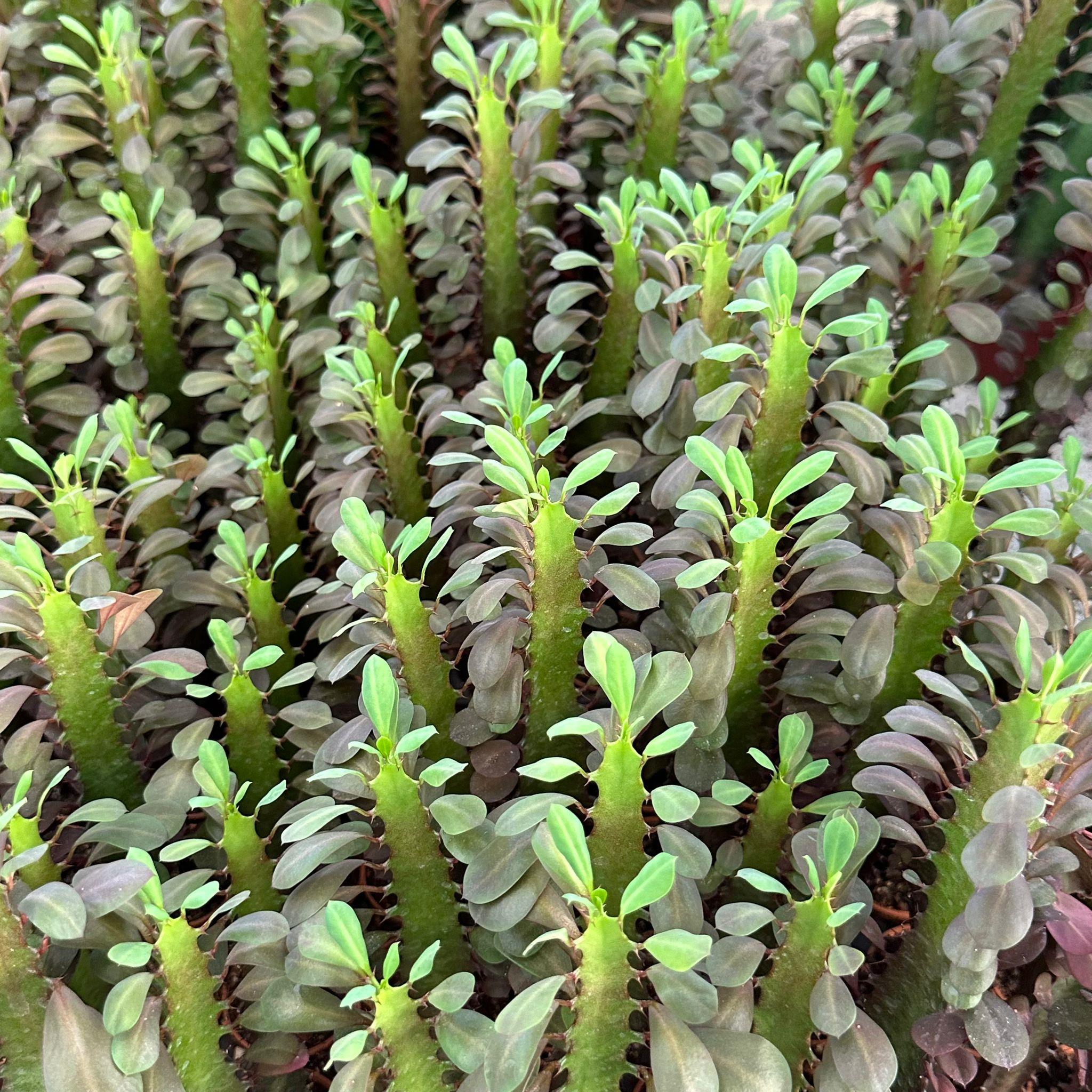 Sınırlı Sayıda Euphorbia Trigona Red - Afrika Süt Ağacı Kaktüsü(5.5lik saksıda, 20 cm ve üzeri boyda)