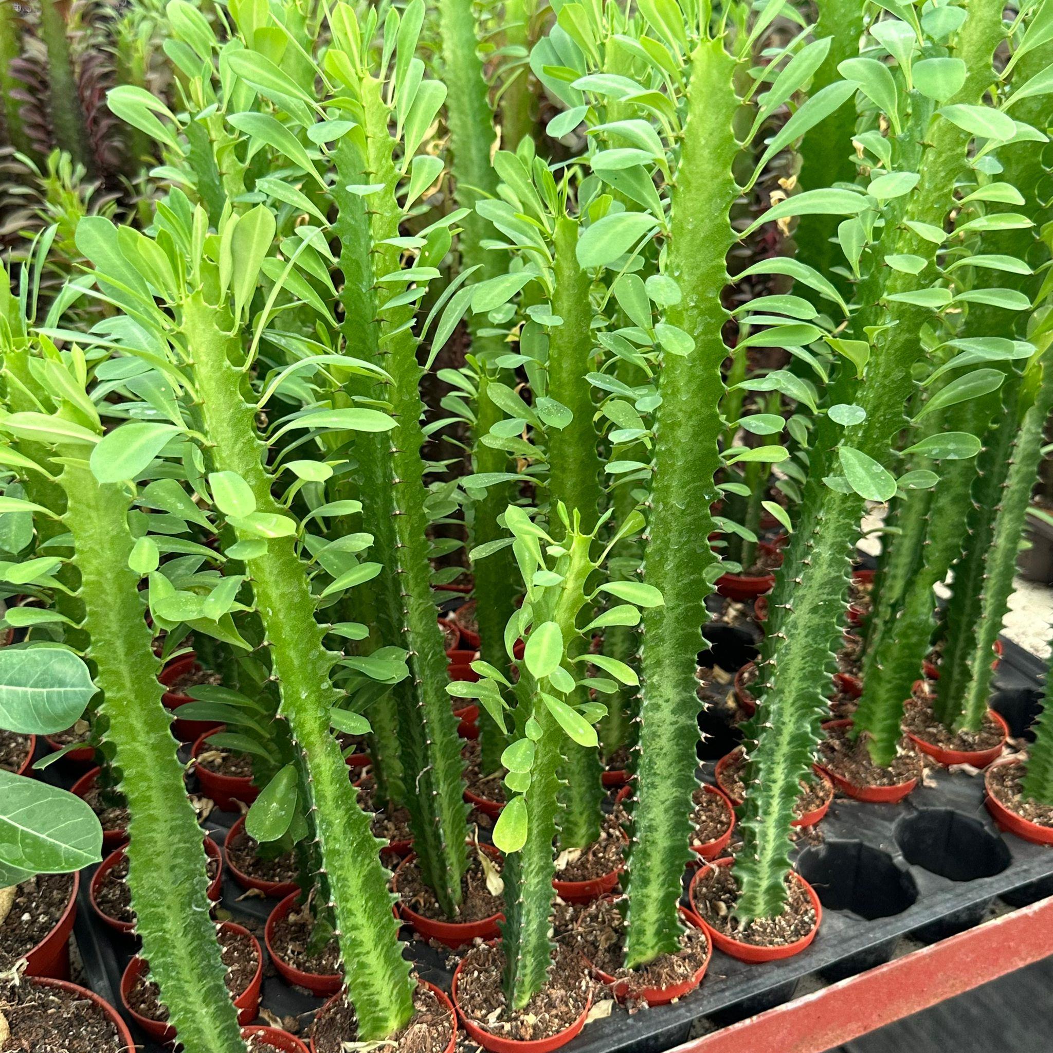 Sınırlı Üretim Euphorbia Trigona Green - Afrika Süt Ağacı Kaktüsü(5.5lik saksıda, 18 cm ve üzeri boyda)