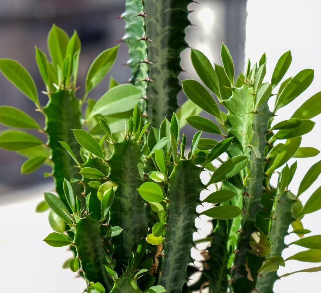 Sınırlı Üretim Euphorbia Trigona Green - Afrika Süt Ağacı Kaktüsü(5.5lik saksıda, 18 cm ve üzeri boyda)