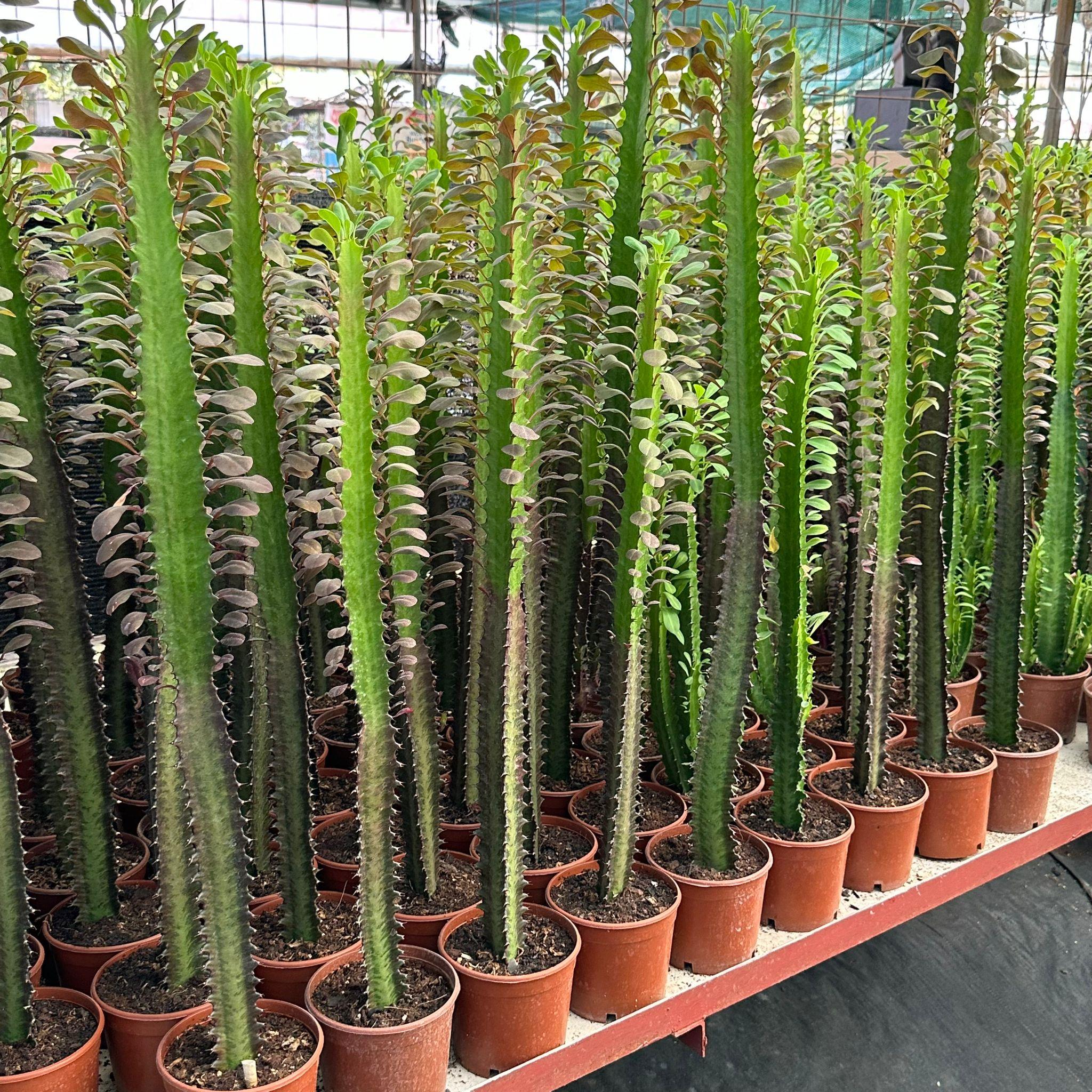 50 cm ve Üzeri Boyda Sınırlı Sayıda 10.5lik Saksıda, Euphorbia Trigona Red - Afrika Süt Ağacı Kaktüsü