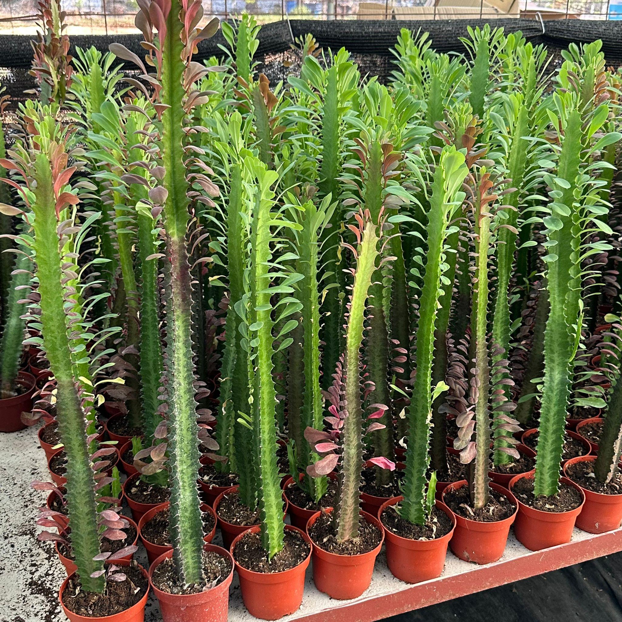 50 cm ve Üzeri Boyda Sınırlı Sayıda 10.5lik Saksıda, Euphorbia Trigona Red - Afrika Süt Ağacı Kaktüsü