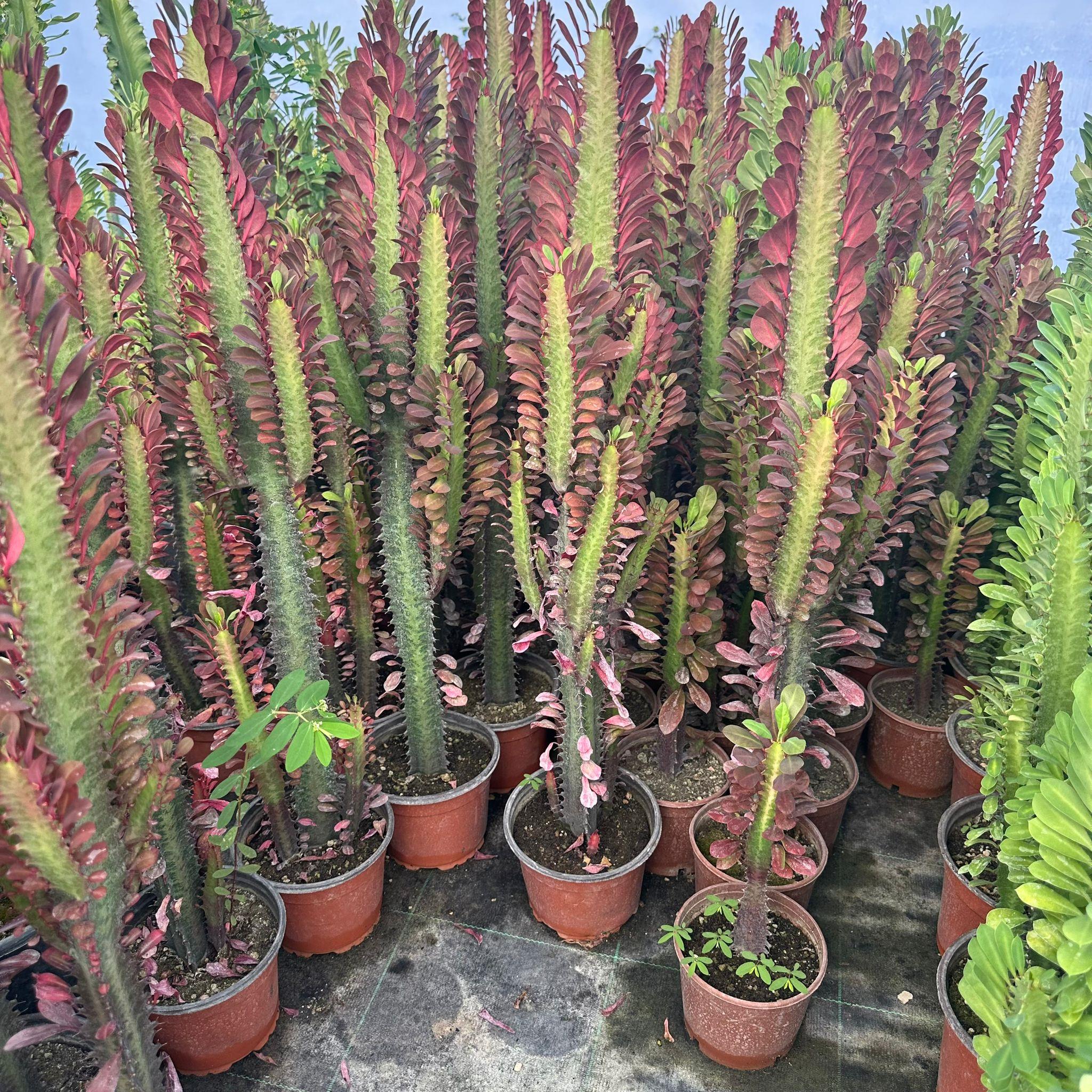 Sınırlı Üretim Bol Dallı Euphorbia Trigona Red - Afrika Kırmızı Süt Ağacı Kaktüsü