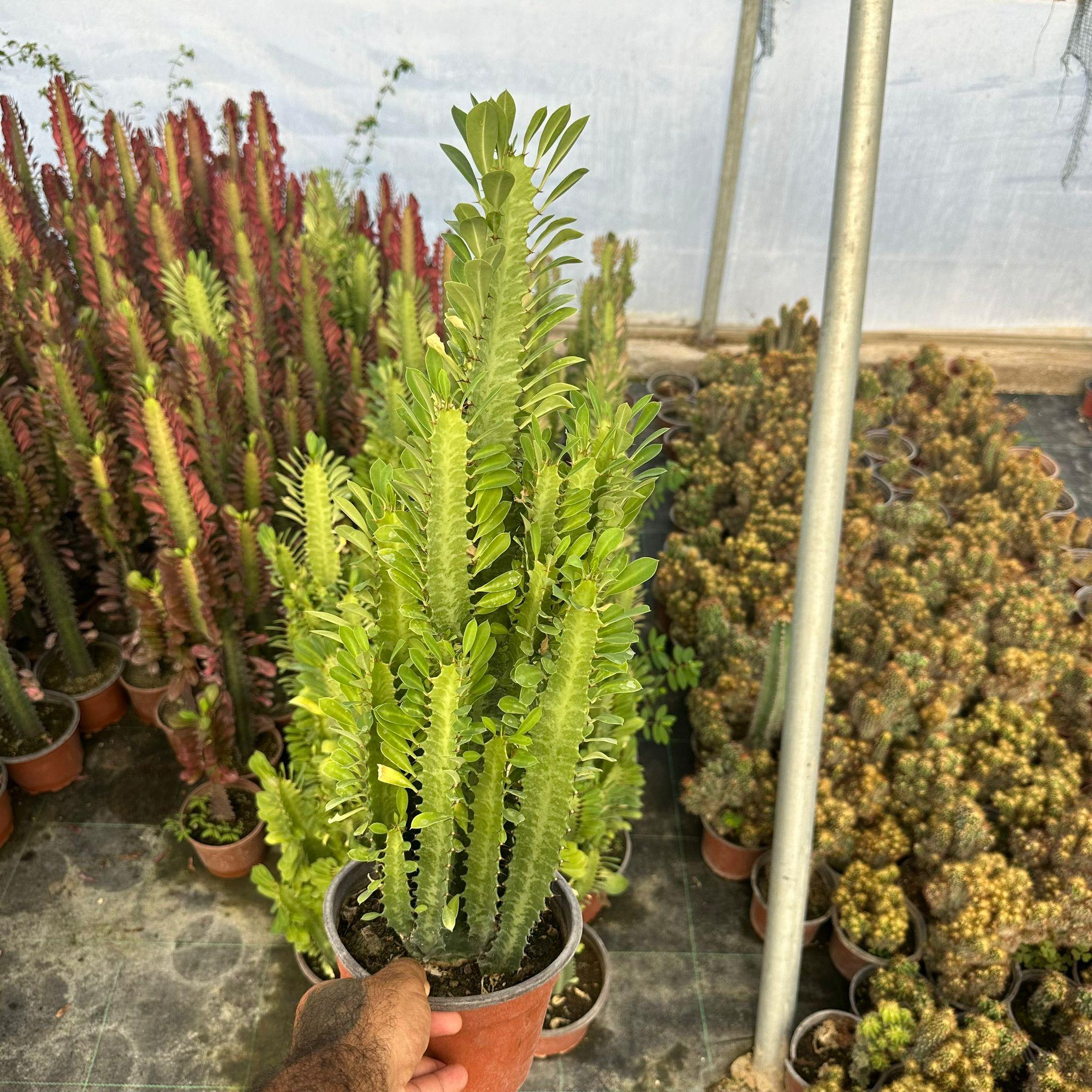 Bol Dallı Büyük Boy Euphorbia Trigona Green - Afrika Yeşil Süt Ağacı Kaktüsü