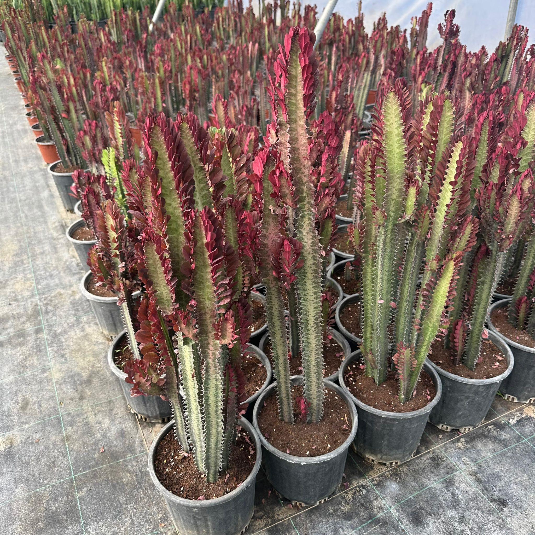 Büyük Boy Bol Dallı Euphorbia Trigona Red- Afrika Kırmızı Süt Ağacı