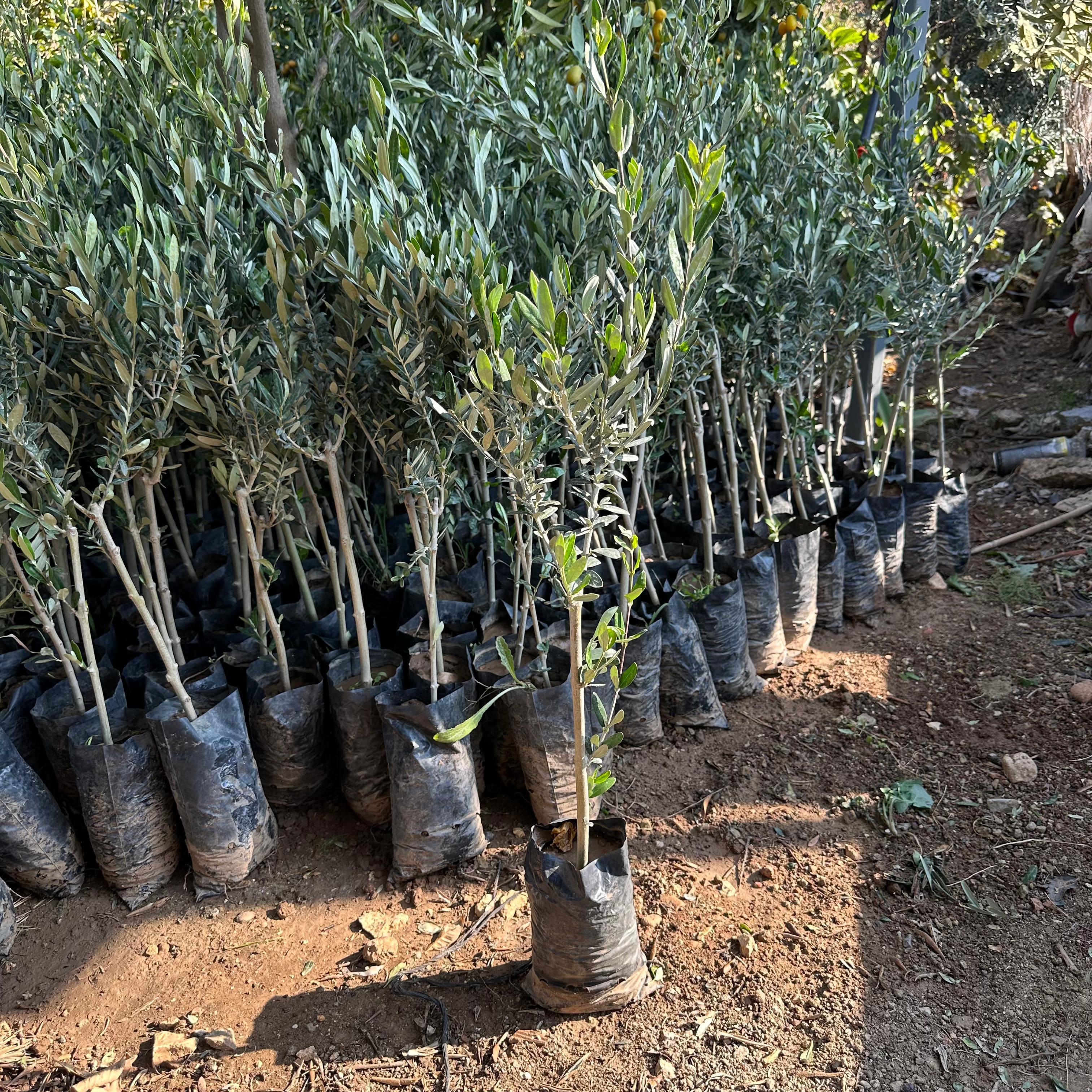 Yağlık ve Sofralık Tüplü Tüm Bölgelere Uygun Tüplü İzmir Sofralık Zeytin Fidanı