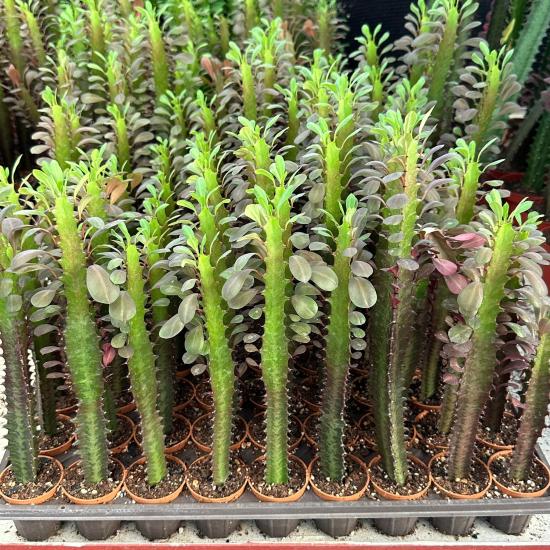 Sınırlı Sayıda Euphorbia Trigona Red - Afrika Süt Ağacı Kaktüsü(5.5lik saksıda, 20 cm ve üzeri boyda)