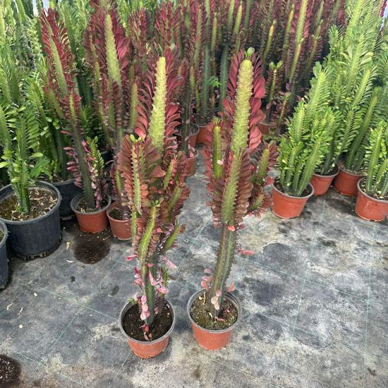 Sınırlı Üretim Bol Dallı Euphorbia Trigona Red - Afrika Kırmızı Süt Ağacı Kaktüsü